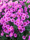 Autumn aster