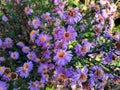 Autumn asters, michaelmas daisy, purple daisies, chamomile.