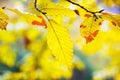 Autumn atmosphere, Autumn leaves on the sun. Yellow leaf hanging on the tree. Autumn blurred background Royalty Free Stock Photo