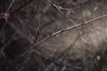 Autumn authentic background, a sunbeam breaks through a cluster of branches in the forest, selected focus.