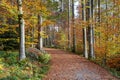 autumn, autumn beech forest, sunny fall day, fagus sylvatica Royalty Free Stock Photo