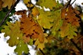 Autumn, autumn colors, autumn leaves