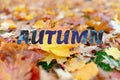 Autumn. autumn nature background. garland of yellow maple leaves in park. beautiful autumnal landscape, golden fall Royalty Free Stock Photo