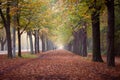 Autumn avenue in Vienna with colorful foliage, leaves on the ground and foggy background.