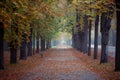 Autumn avenue in Vienna with colorful foliage, leaves on the ground and foggy background. 