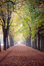 Autumn avenue in Vienna with colorful foliage, leaves on the ground and foggy background