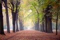 Autumn avenue in Vienna with colorful foliage, leaves on the ground and foggy background