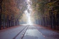 Autumn avenue in Vienna with colorful foliage, leaves on the ground and foggy background.