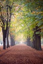 Autumn avenue in Vienna with colorful foliage, leaves on the ground and foggy background