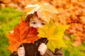 Autumn Baby Portrait In Fall Yellow Leaves, Little Child In Woolen Hat, Beautiful Kid in Park Outdoor, Knitted Clothing Royalty Free Stock Photo