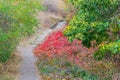 Autumn backdrop stairs sky. amazing mysterious road steps leads mystical world, fairytale path hides among yellow orange Royalty Free Stock Photo