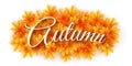 Autumn backgound. Scattered maple leaves isolated on white background with text. Autumn leaf bouquet. Seasonal banner for your