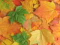 Autumn background Royalty Free Stock Photo