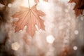 Autumn background Royalty Free Stock Photo