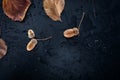 Acorns and leaves on a wet background Royalty Free Stock Photo