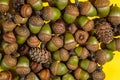 Autumn background. Acorns on an yellow background. Royalty Free Stock Photo