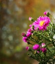 Autumn background with alpine aster