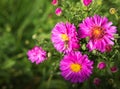 Autumn background with alpine aster