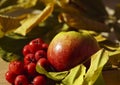 Autumn background. Apple and red berries rowan close-up against a background of yellow-green leaves. Royalty Free Stock Photo