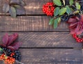 Autumn background from ashberries and leaves on an old wooden table. Berries and leaves on wooden background. The Royalty Free Stock Photo