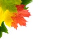 Autumn background. Royalty Free Stock Photo