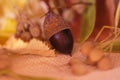 Acorns and leaves - autumn colors