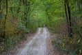 Autumn background. Autumn forest. Autumn landscape Fall trees with colorful leaves Royalty Free Stock Photo