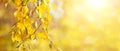 Autumn background, banner, with yellow birch leaves on a light blurred background with sunlight, panorama