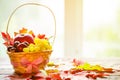 Autumn background with basket with yellow maple leaves, grapes, red apples. Frame of fall harvest on aged wood with copy space Royalty Free Stock Photo