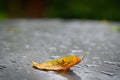 Autumn background. Beautiful colorful leaves from a tree. Fall time in the nature. Water drops - concept for rainy season Royalty Free Stock Photo