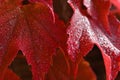 Autumn background. Beautiful colorful leaves from a tree. Fall time in the nature. Water drops - concept for rainy season Royalty Free Stock Photo