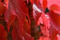 Autumn background. Beautiful colorful leaves from a tree. Fall time in the nature. Water drops - concept for rainy season Royalty Free Stock Photo