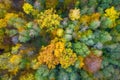 Autumn background. Beautiful yellow, green and red trees in autumnal forest from above. Fall scene. Autumn nature landscape