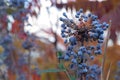 Autumn background of blue Mahonia aquifolium berries.