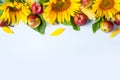 Autumn background. Border of sunflower, corn and pears. Royalty Free Stock Photo