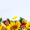 Autumn background. Border of sunflower, corn and pears. Royalty Free Stock Photo