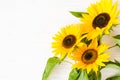 Autumn background with a bouquet of yellow sunflowers against a white brick wall Royalty Free Stock Photo
