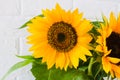 Autumn background with a bouquet of yellow sunflowers against a white brick wall Royalty Free Stock Photo