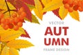 Autumn background with branch of rowan, berries and leaves. Frame fall. Vector Royalty Free Stock Photo