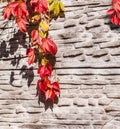 Autumn background.A branch of wild grapes on a stone wall.Stone wall texture.Red and yellow leaves on a branch. Royalty Free Stock Photo