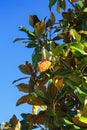 Autumn background. Branches of  magnolia tree  Magnolia grandiflora  with leaves and fruit with seeds against blue sky Royalty Free Stock Photo