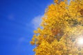 Autumn background. Branches with yellow leaves on a background of sunny blue sky Royalty Free Stock Photo