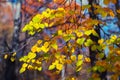 Autumn background with bright lime tree leaves Royalty Free Stock Photo