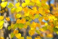 Autumn background with bright lime tree leaves Royalty Free Stock Photo