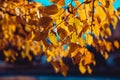 Autumn background with bright lime tree leaves Royalty Free Stock Photo