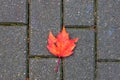 autumn background. a bright red maple leaf lies on the wet paving slabs on the street Royalty Free Stock Photo