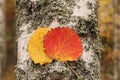 Autumn background. Bright yellow and red autumn leaf on a birch trunk. Close-up. The concept of seasons Royalty Free Stock Photo