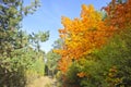 Autumn background - bright yellowing leaves of Canadian maple in the middle of green leaves of arched trees.