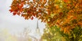 Autumn background with brightly colored foliage in foreground on side and blurre trees and church with steeple in background - hal