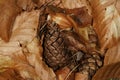 Autumn background with brown beech leaves, pine cones and pine needles in forest floor Royalty Free Stock Photo